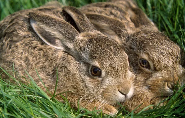 Grass, rabbits, rabbits