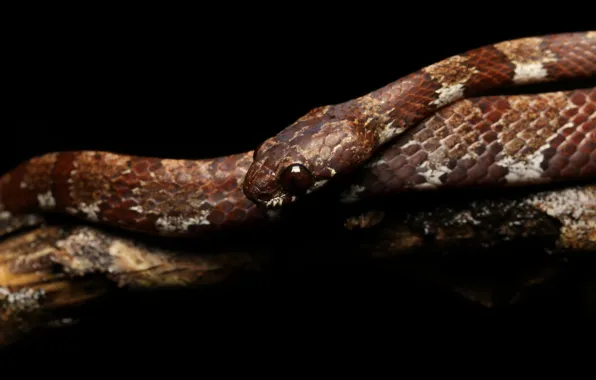 Look, snake, branch, black background, brown
