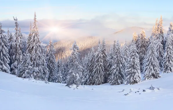 Winter, forest, snow, dawn, hills, tree