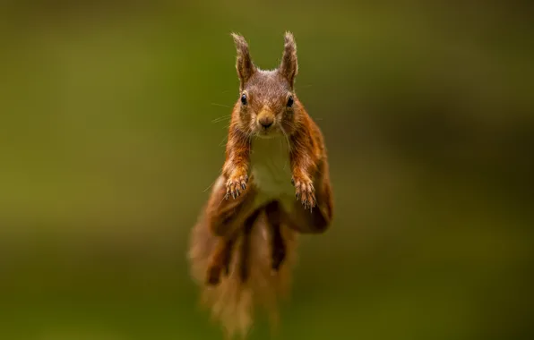 Picture jump, protein, muzzle