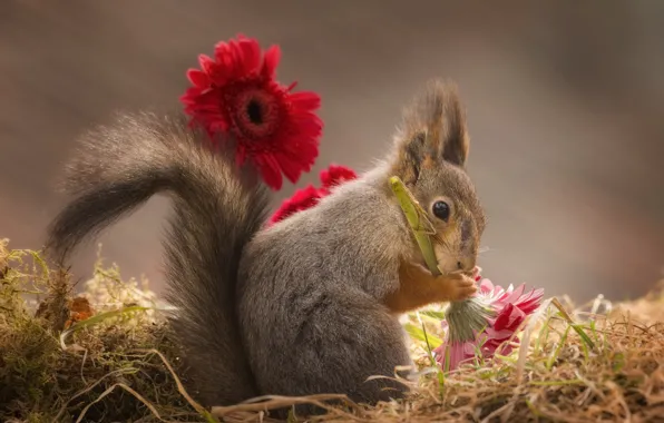 Look, flowers, pose, moss, protein, red, straw, sitting