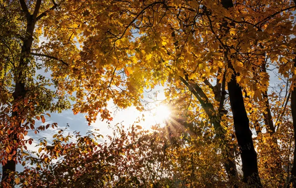 Autumn, leaves, the sun, trees, branches