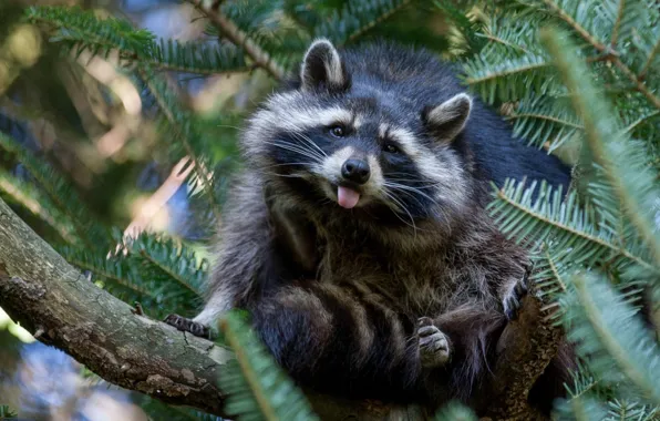 Picture nature, tree, raccoon