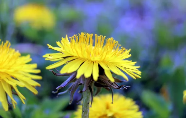 Flower, yellow, blooming