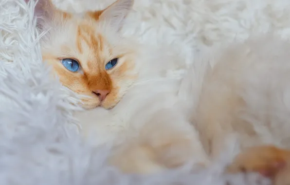 Cat, white, cat, look, pose, fluffy, red, lies