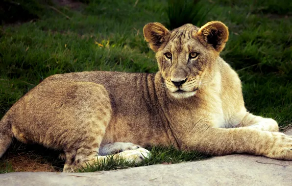 Cat, summer, grass, look, face, pose, stay, Leo