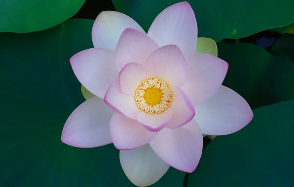 Macro, petals, Lotus