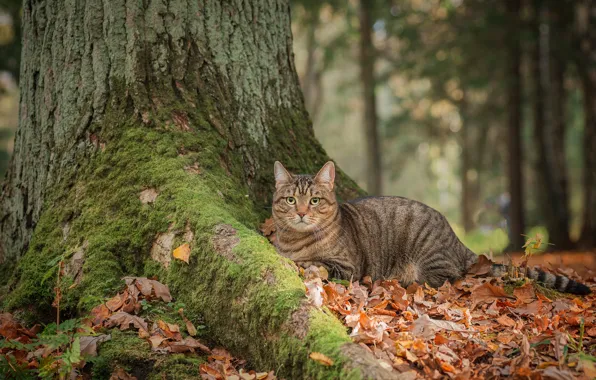 Picture autumn, cat, look, tree, moss, fallen leaves, cat, Maxim Vyshar