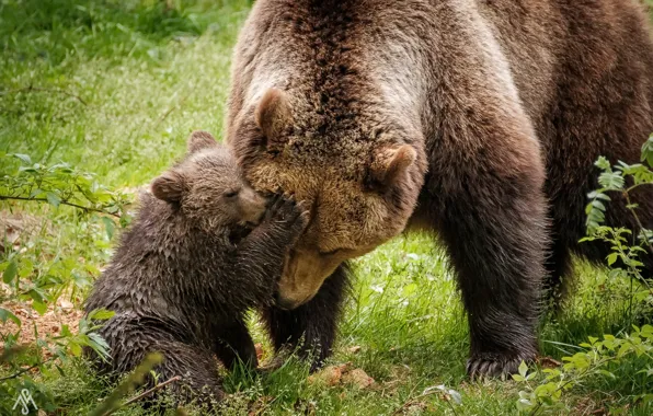 Summer, nature, bear