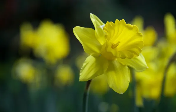 Macro, yellow, bokeh, Narcissus
