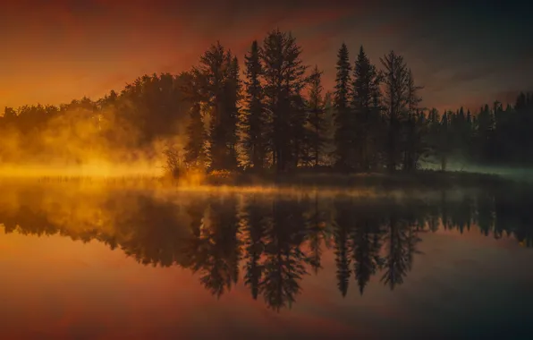 Wallpaper forest, trees, fog, lake, beauty