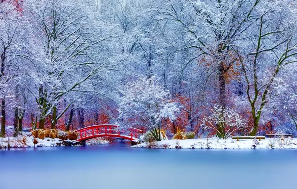 Picture winter, snow, trees, landscape, nature