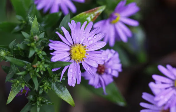 Picture Drops, Purple flowers, Drops, Purple flowers