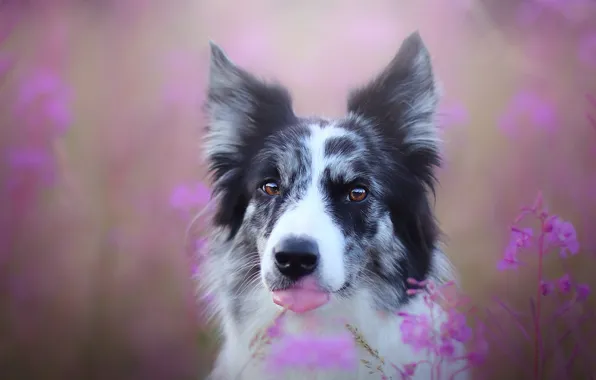 Language, look, flowers, portrait, dog, pink background, the border collie, Ivan-tea