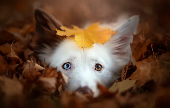 Picture autumn, each, dog