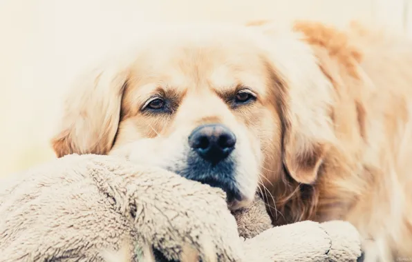 Dog, sad, depressed