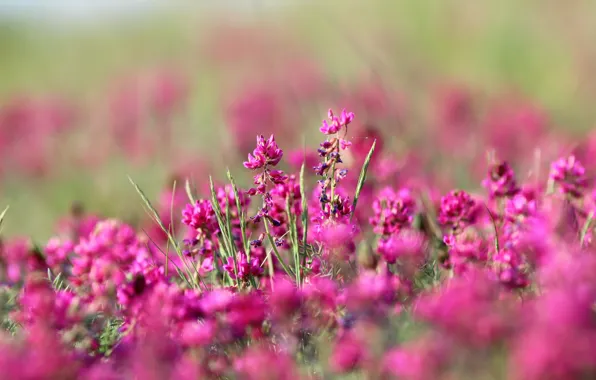Flowers, the steppe, background, color