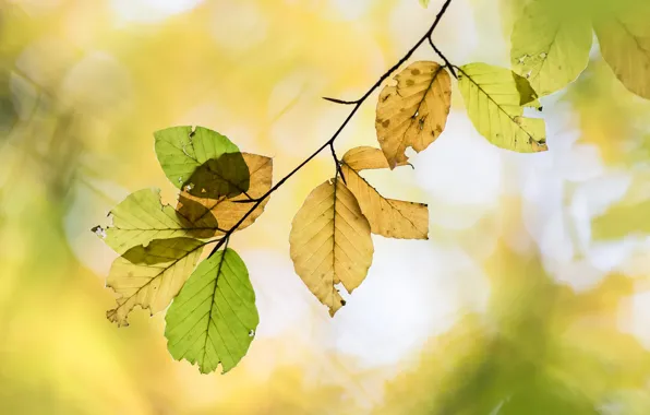 Picture autumn, leaves, branches