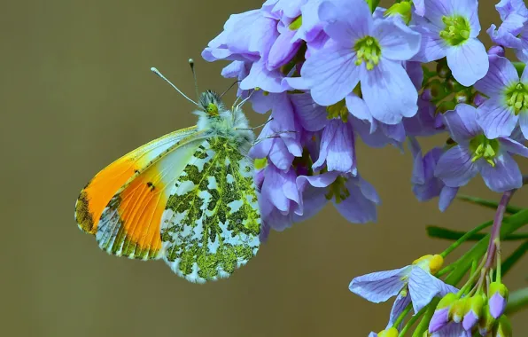 Flowers, background, butterfly, wings, Dawn, The core meadow