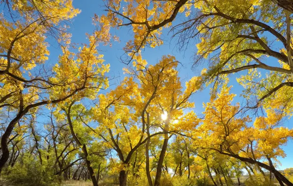 Autumn, the sky, USA, Albuquerque