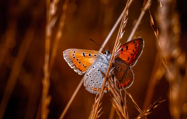 Picture macro, butterfly, grass, Ducat spotted