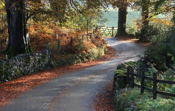 Road, trees, landscape