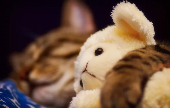 Cat, toy, sleeping, sheep, soft