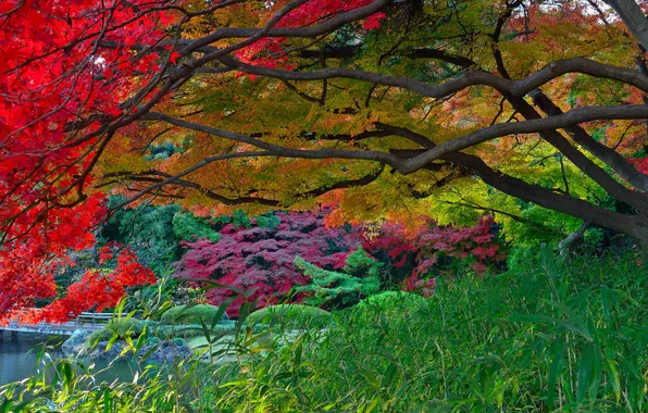Picture autumn, leaves, trees, lake, Park, Japan, garden, the bridge