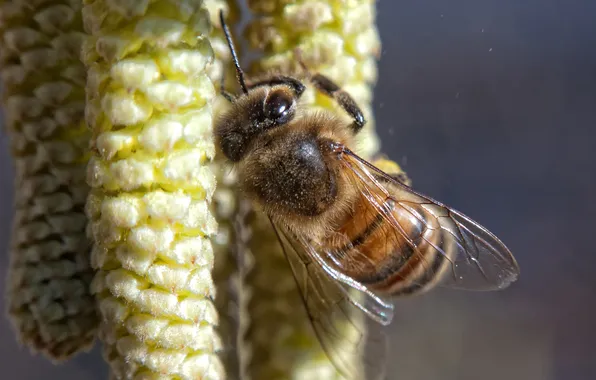 Picture nectar, bee, pollen, birch, insect, earrings