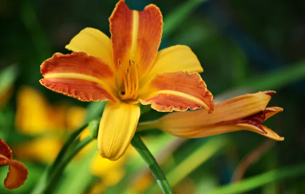 Picture greens, summer, Lily