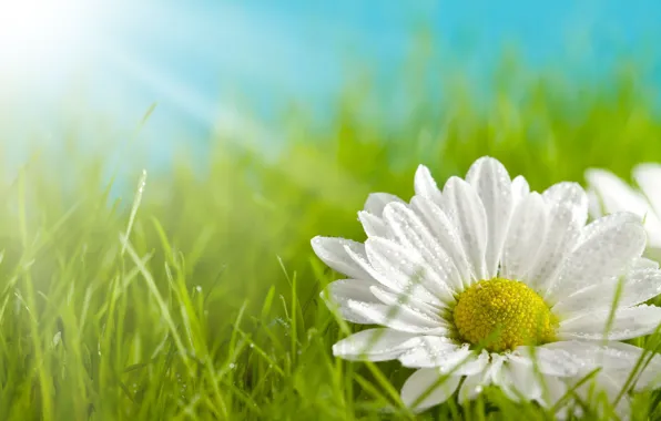 Picture greens, white, grass, flowers, yellow, background, widescreen, Wallpaper
