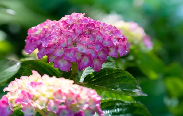 Macro, bokeh, hydrangea, inflorescence