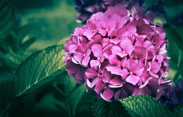 Leaves, hydrangea, inflorescence, city