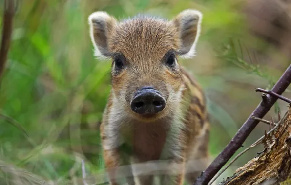 Forest, nature, boar