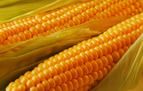 Picture leaves, the cob, Corn