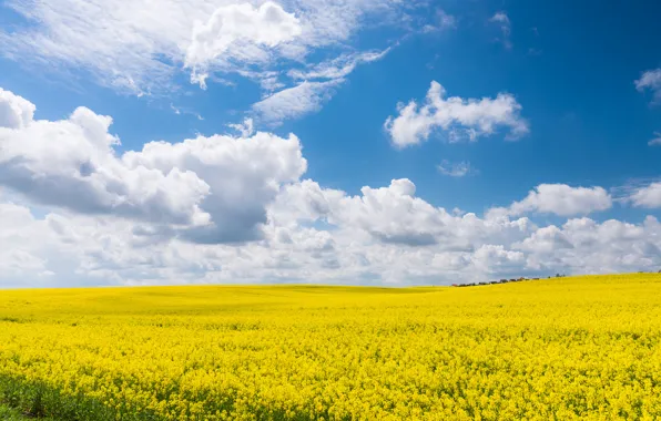 Field, summer, the sky, clouds, yellow, blue, rape