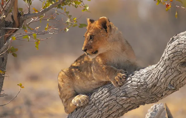 Look, light, branches, pose, tree, Leo, paws, profile
