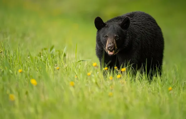 Grass, black, bear, walk, baribal
