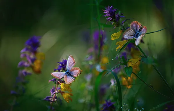 Butterfly, flowers, blur, Mila Mironova, Ivan-da-marya