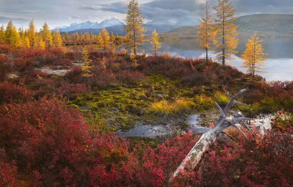 Picture autumn, forest, the sky, grass, clouds, trees, mountains, yellow