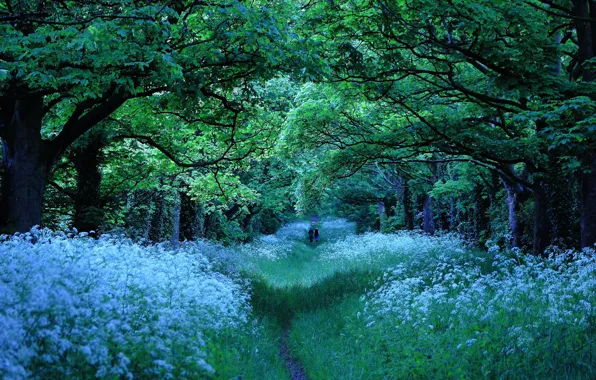 Picture road, Park, walk