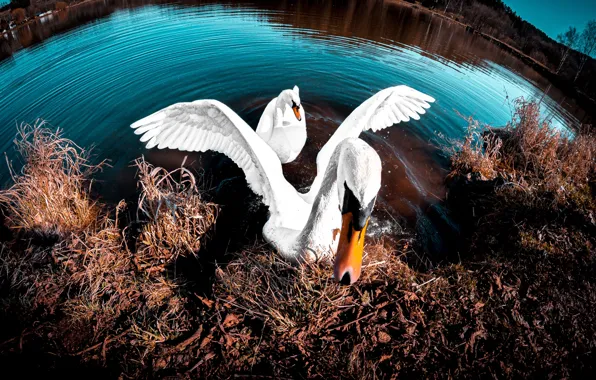 Grass, light, birds, nature, the dark background, shore, pair, Swan