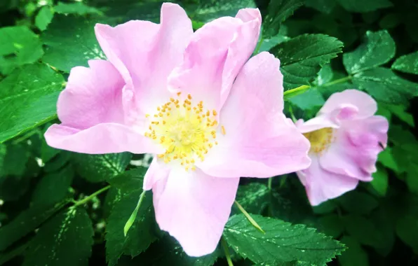 Flowers, Nature, Flower, Plant, Flora