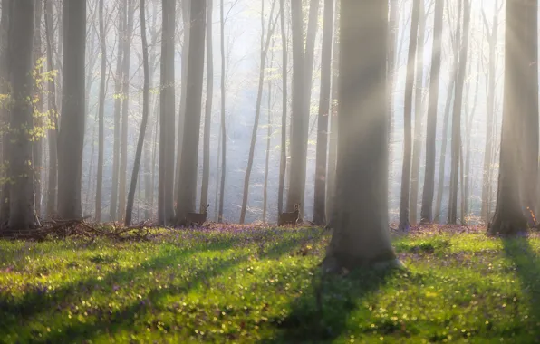 Wallpaper deer, ROE, shadow, morning, Park, glade, haze, greens