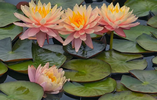 Leaves, pink, petals, Nymphaeum, water Lily