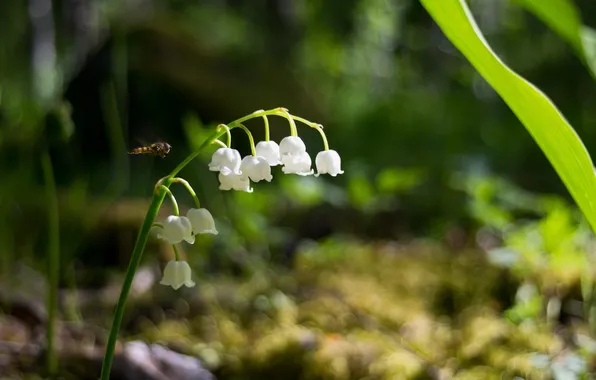 Picture flower, macro, Lily of the valley