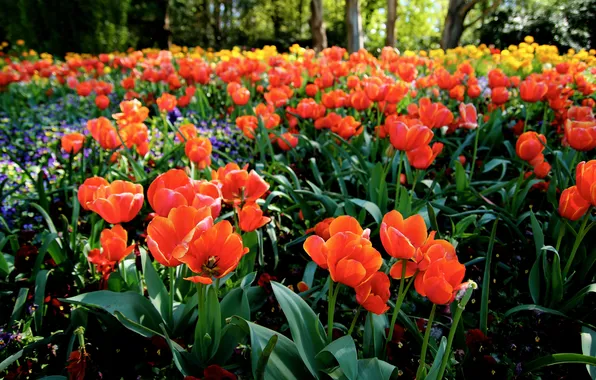 Summer, flowers, petals, tulips, orange