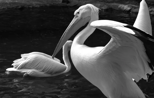 Water, black and white, birds, Pelican