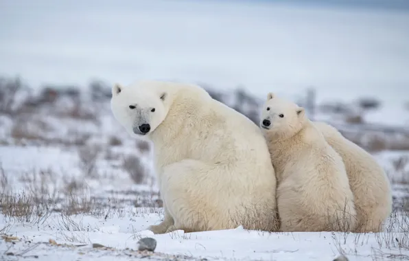 Winter, field, look, snow, nature, bears, polar bear, trio
