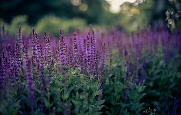 Summer, flowers, nature